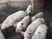 Лот: 8164940. Фото: 2. Свежая деревенская свинина, бесплатная... Продукты