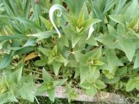 Лот: 13914881. Фото: 2. Шалфей 3. Семена, рассада, садовые растения