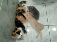 Лот: 10063694. Фото: 4. котята ждут хозяина)). Красноярск