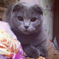 Лот: 12786811. Фото: 4. Шотландские котята. Красноярск