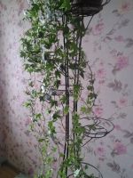 Лот: 11352899. Фото: 4. плющ. Красноярск