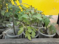 Лот: 9753021. Фото: 2. Рассада томатов клюква в сахаре. Семена, рассада, садовые растения