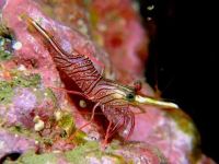 Лот: 10716223. Фото: 2. Креветка-верблюд, Танцующая креветка. Аквариумистика