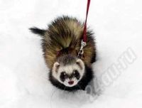 Лот: 487701. Фото: 3. ферпласт (ferplast) furet xl клетка... Растения и животные