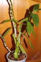 Лот: 788042. Фото: 2. Орхидея Dendrobium Nobile. Комнатные растения и уход