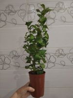 Лот: 25373410. Фото: 8. Фикус треугольный (Триангулярис...