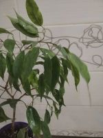 Лот: 25888977. Фото: 2. Фикус Бенджамин. Комнатные растения и уход