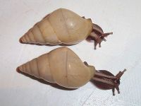 Лот: 7339710. Фото: 6. Улитки сухопутные Limicolaria...