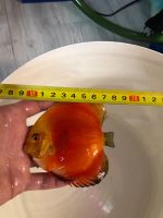 Лот: 15565378. Фото: 2. Дискус red melon. Аквариумистика