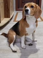 Лот: 22529277. Фото: 5. щенки бигль