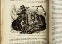 Лот: 15718667. Фото: 7. Происхождение животного мира доктора...
