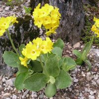 Лот: 12958068. Фото: 2. Семена примулы золотистой ушковой... Семена, рассада, садовые растения