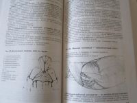 Лот: 5345892. Фото: 2. книгу по анатомии собак. Литература, книги