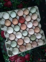 Лот: 11062265. Фото: 2. Деревенское домашнее яйцо. Продукты
