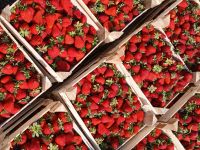 Лот: 25376438. Фото: 4. Клубника 🍓 2кг с 1₽! Сорт Клери...