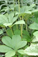 Лот: 13865083. Фото: 6. роджерсия конскокаштанолистая...