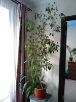 Лот: 12712411. Фото: 2. Фикус без горшка. Комнатные растения и уход