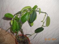 Лот: 1974874. Фото: 2. Стефанотис. Комнатные растения и уход