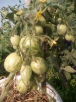 Лот: 15302219. Фото: 4. Набор семян коллекционных томатов... Красноярск