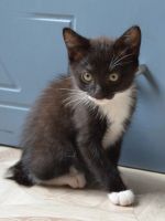 Лот: 16383703. Фото: 6. Отдам котят бобтейлы