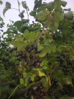 Лот: 3754717. Фото: 7. Продаю дачный участок СНТ " Кордон...