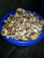 Лот: 8093611. Фото: 2. Опята. Продукты