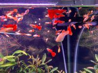 Лот: 24351880. Фото: 2. Гуппи Albino Reb Full. Аквариумистика