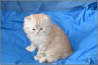 Лот: 5693785. Фото: 6. Клубный хайленд фолд, страйт