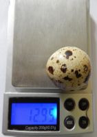 Лот: 11752684. Фото: 2. Перепелиные яйца, от техасских... Продукты