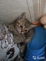 Лот: 7835213. Фото: 3. Шотландский прямоухий котенок... Растения и животные