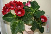 Лот: 4352625. Фото: 5. Глоксиния красная с горшком (цветут...