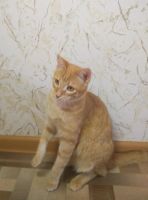 Лот: 7235020. Фото: 6. Котик Рыжик