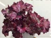 Лот: 10448581. Фото: 3. Бегония "Tie Dye" (Расписной галстук... Растения и животные