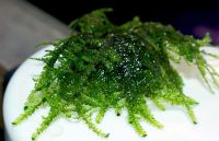 Лот: 15912838. Фото: 2. Мох Восточный Калимантан (moss... Аквариумистика