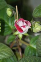 Лот: 3175664. Фото: 3. Глоксиния 26. Растения и животные