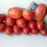 Лот: 15760929. Фото: 3. Минусинские помидоры -рассада... Для дачи, дома, огорода, бани, парка