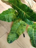 Лот: 25885517. Фото: 2. Филодендрон - крупный сорт. Читаем... Комнатные растения и уход