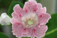 Лот: 3077504. Фото: 3. Глоксиния 35 (цветёт). Растения и животные