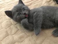 Лот: 9394424. Фото: 4. Шотландский котёнок. Красноярск