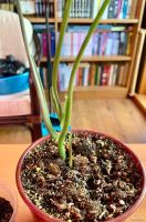 Лот: 13349426. Фото: 2. Сингониум Golden Venation. Комнатные растения и уход