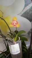 Лот: 14317389. Фото: 4. Орхидейка. Красноярск