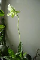 Лот: 3773030. Фото: 2. Орхидея пафилопедиум цветет. Мауди... Комнатные растения и уход