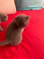Лот: 14121714. Фото: 5. Шотландские вислоухие котята