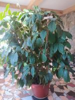 Лот: 1923749. Фото: 7. тетрастигма лиана