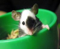 Лот: 3600092. Фото: 3. Японские мыши. Растения и животные