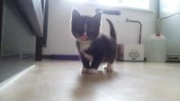 Лот: 10266077. Фото: 4. Очаровательный котёнок! Мальчик... Красноярск