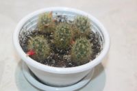 Лот: 11236489. Фото: 2. Кактус Mammilaria prolifera. Комнатные растения и уход