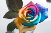 Лот: 4508720. Фото: 2. Красивые радужные розы в Красноярске... Цветы, букеты