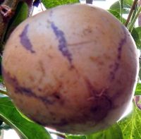 Лот: 4335936. Фото: 3. Плод пепино. Родня помидора со... Красноярск
