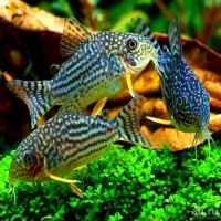 Лот: 15986243. Фото: 4. Сомик Штерба Коридорас (Corydoras... Красноярск